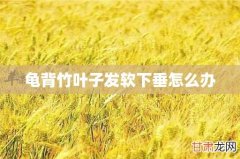 龟背竹叶子发软下垂怎么办