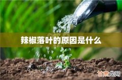 辣椒落叶的原因是什么