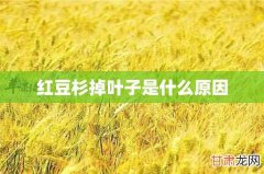 红豆杉掉叶子是什么原因