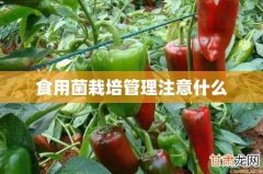 食用菌栽培管理注意什么