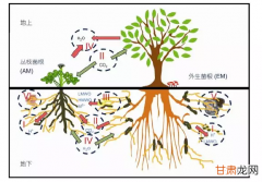 文献解读|比较不同骨料组分中土壤微生物结构和多样性对聚乙烯微塑料的长期响应